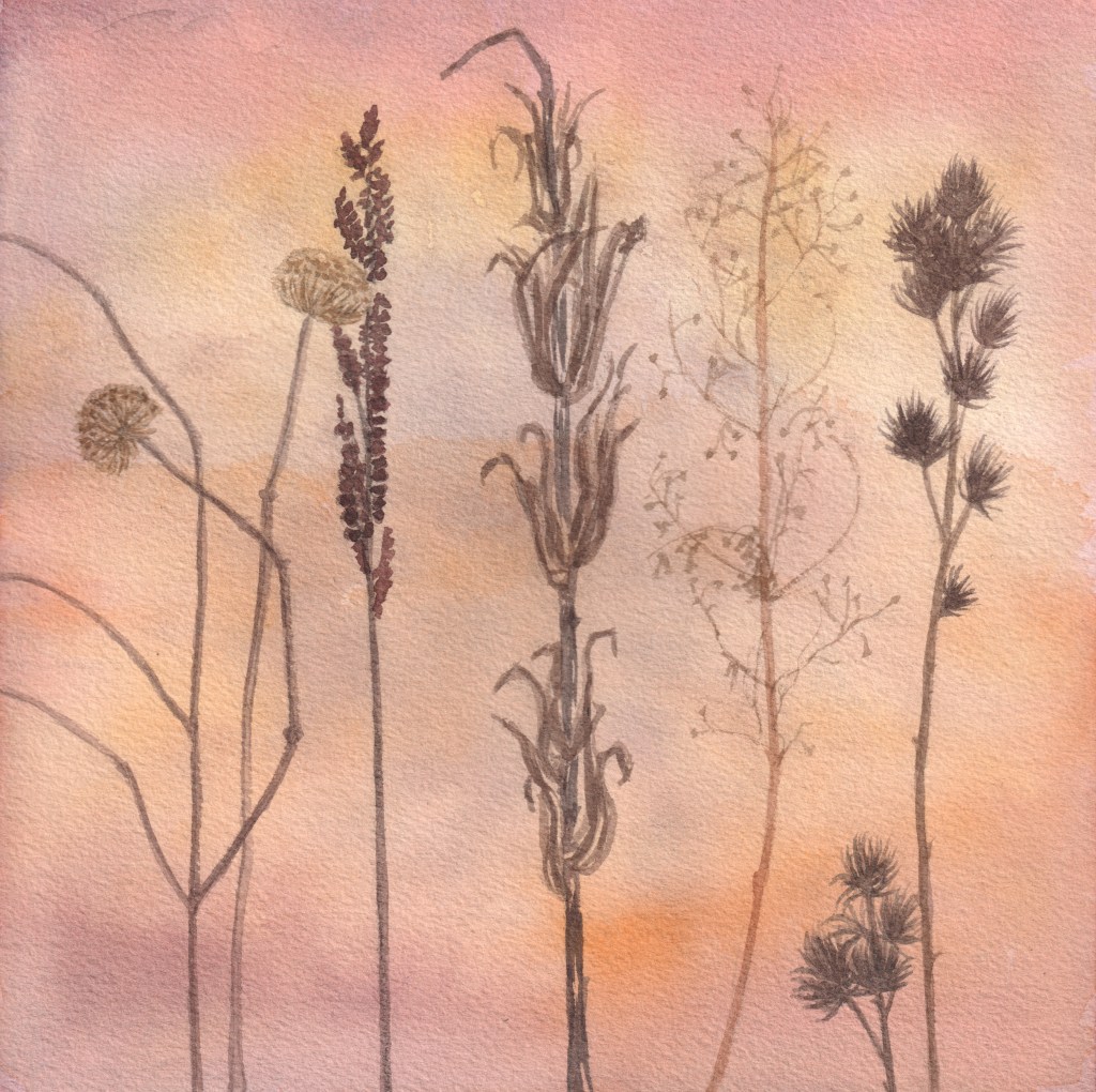 Watercolor painting of dried plant stalks in fall