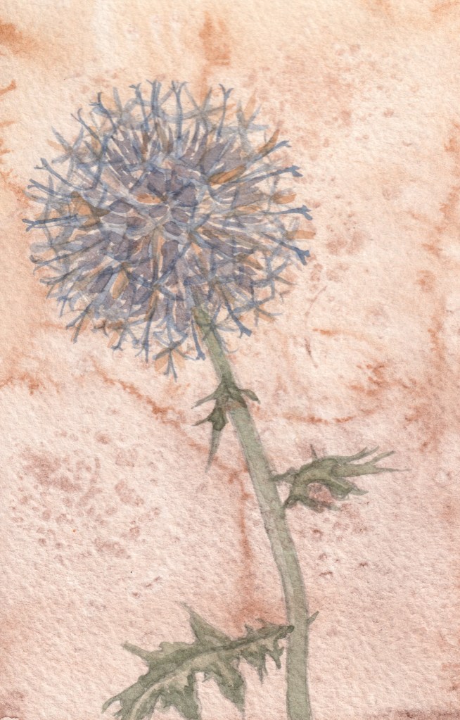 Watercolor painting of globe thistle
