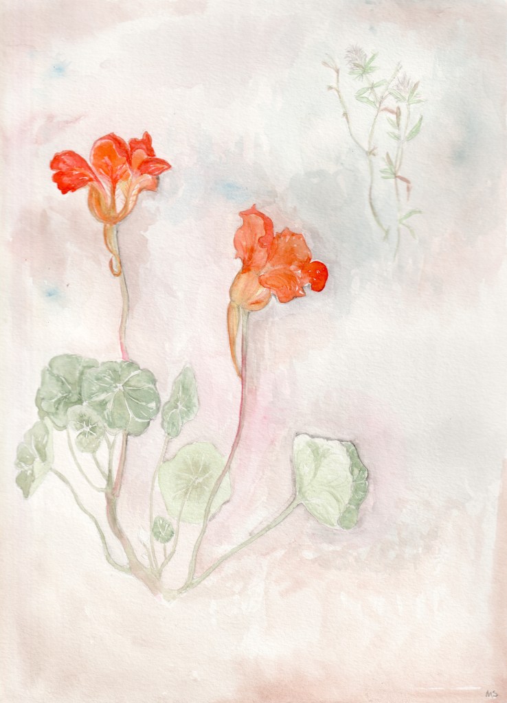 Watercolor painting of nasturtium and rabbit's foot clover