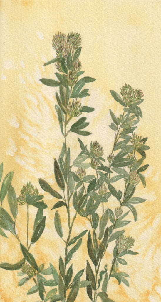 Watercolor painting of round headed bush clover