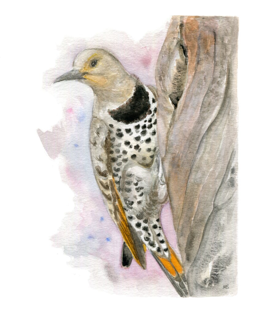 watercolor painting of female northern flicker